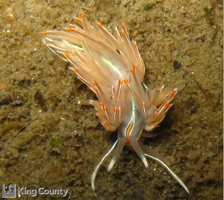 Photo of Hermissenda crassicornis